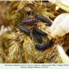 parnassius nordmanni larva2